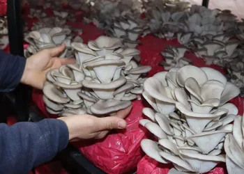 İlk hasatta 370 kilo mantar