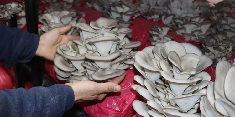 İlk hasatta 370 kilo mantar