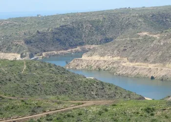 Manavgat’ta yanan ormanlar yeniden filizleniyor