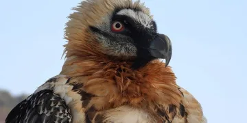‘Sakallı Akbaba’ya özel tedavi