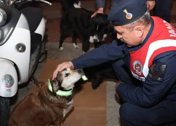 Sokak köpeklerine reflektörlü tasma