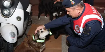 Sokak köpeklerine reflektörlü tasma