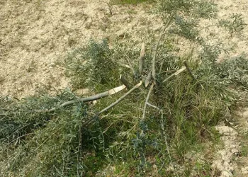 95 zeytin ağacını kesip katlettiler