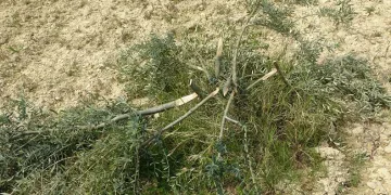 95 zeytin ağacını kesip katlettiler