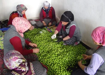Bahçelerde can eriği hasadı başladı