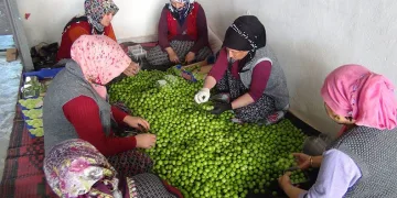 Bahçelerde can eriği hasadı başladı