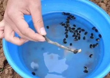 ‘Bakla zınnı’ böceğiyle mücadele uyarısı