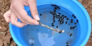 ‘Bakla zınnı’ böceğiyle mücadele uyarısı