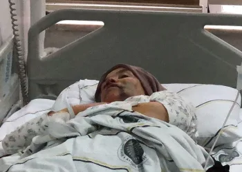Kurt dehşet saçtı, ağır yaralılar var