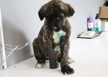 Yavru köpeğe işkence