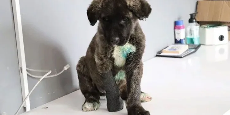 Yavru köpeğe işkence