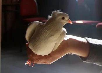 Sahibinin ömrünü uzatan güvercin
