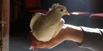 Sahibinin ömrünü uzatan güvercin