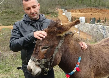 Eşeğini internetten satışa çıkardı