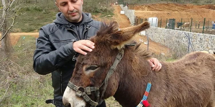 Eşeğini internetten satışa çıkardı