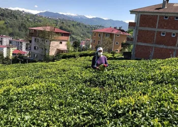 Yaş çay sezonu hazırlıkları