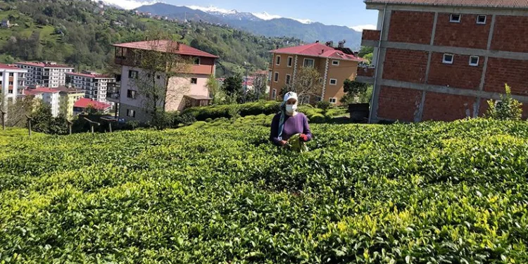 Yaş çay sezonu hazırlıkları