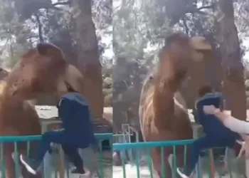 Deveye fazla yaklaşan çocuk canından oluyordu