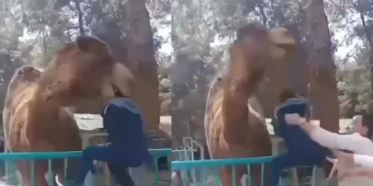 Deveye fazla yaklaşan çocuk canından oluyordu