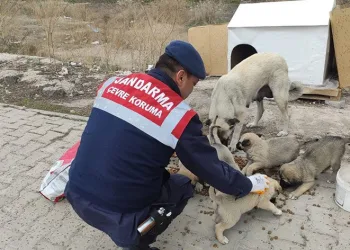 Jandarmadan sokak hayvanlarına destek