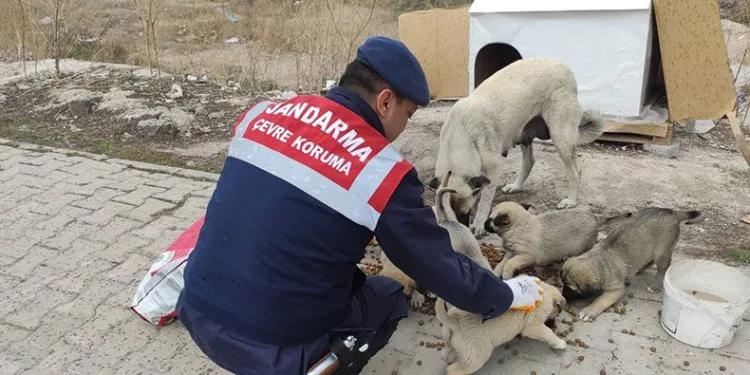 Jandarmadan sokak hayvanlarına destek