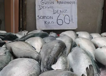 Mevsim balıklarının yerini kültür balıkları aldı