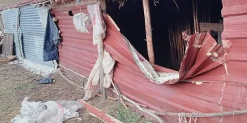 Ahıra giren ayı, tekeyi götürdü
