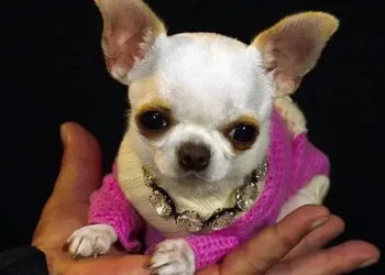 Dünyanın en kısa köpeği Pearl