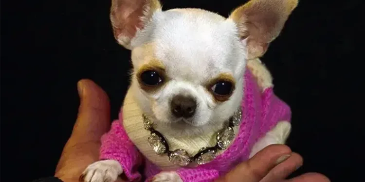 Dünyanın en kısa köpeği Pearl