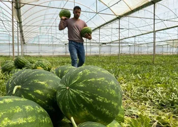 Antalya’da örtü altı karpuz hasatı başladı