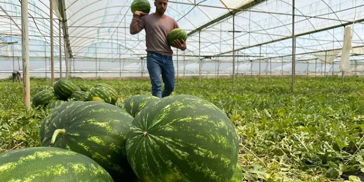 Antalya’da örtü altı karpuz hasatı başladı