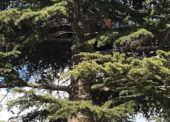 Çıktığı ağaçtan inemeyen çocuğu itfaiye kurtardı