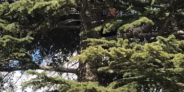 Çıktığı ağaçtan inemeyen çocuğu itfaiye kurtardı
