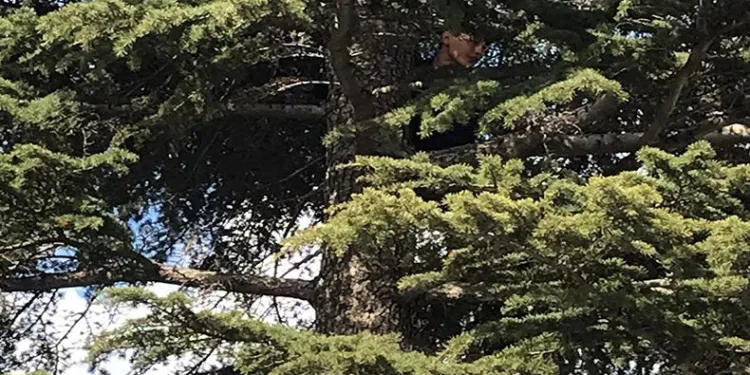 Çıktığı ağaçtan inemeyen çocuğu itfaiye kurtardı