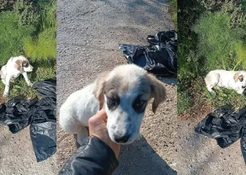 Ağzı bağlı poşetle yol kenarına atmışlar