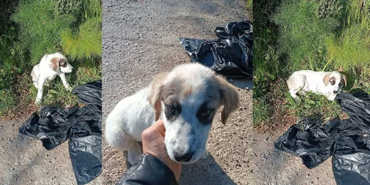 Ağzı bağlı poşetle yol kenarına atmışlar
