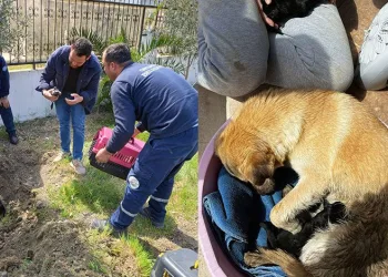 Anne köpek ve yavruları kurtarıldı