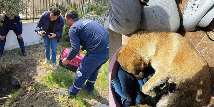 Anne köpek ve yavruları kurtarıldı