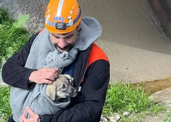 AFAD, sıkışan yavru köpeği kurtardı