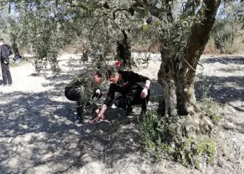 Dalından sofraya getiriyorlar