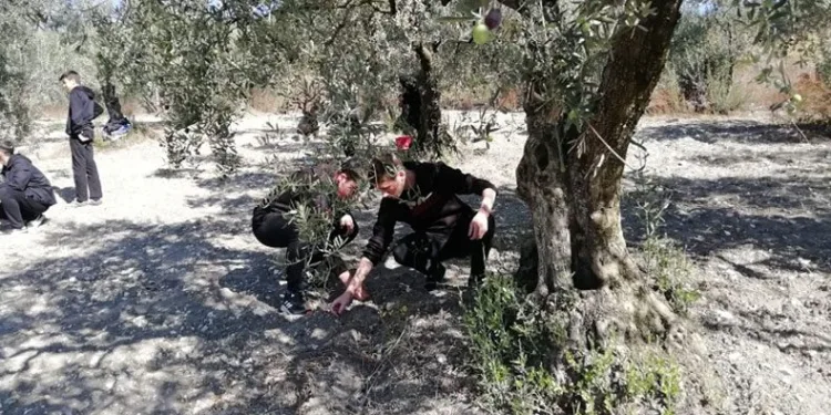 Dalından sofraya getiriyorlar