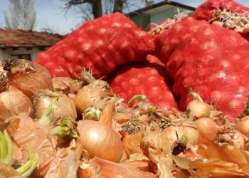 Soğanın başkentinden tüketiciye müjde