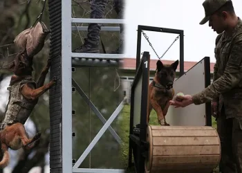 Askerlerin can yoldaşları nefes kesen eğitimlerden geçiyor