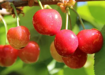 Sezonun ilk kirazı satıldı