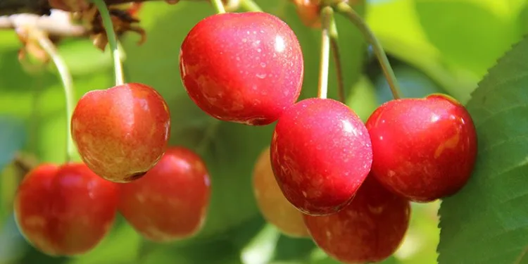 Sezonun ilk kirazı satıldı