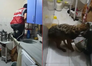 Bursa’da tilki, aileyi 4 saat boyunca rehin aldı