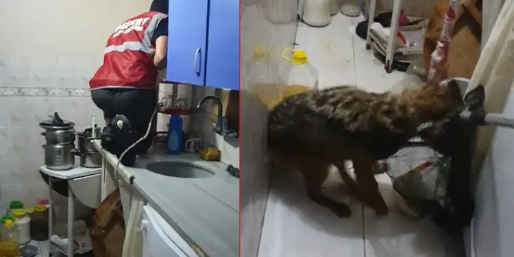Bursa’da tilki, aileyi 4 saat boyunca rehin aldı