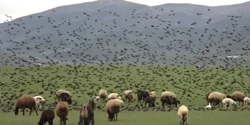 Sığırcık sürüsünün koyunlarla dansı