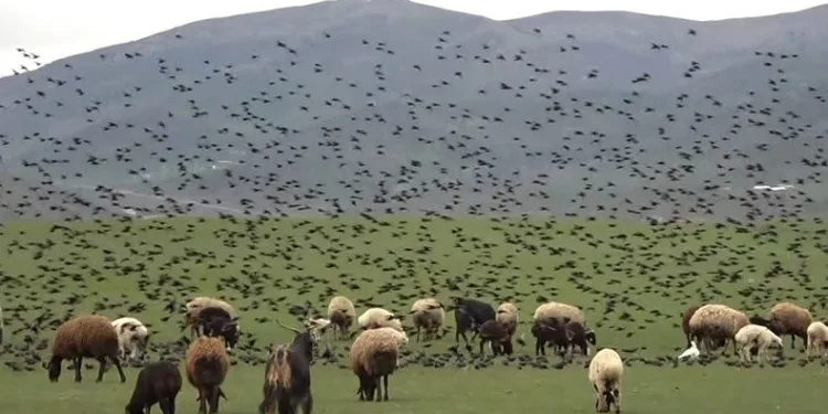 Sığırcık sürüsünün koyunlarla dansı