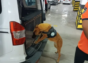 Bomba arama köpeği göreve hazır